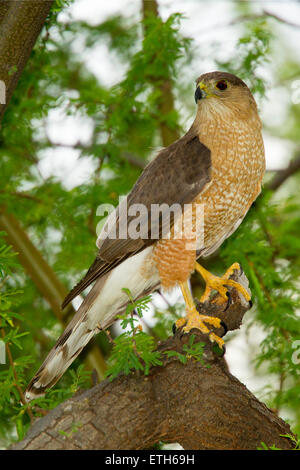 Cooper's Habicht Accipiter Cooperii Tucson, Arizona, USA 3 Juni Erwachsenen weiblichen Accipitridae Stockfoto