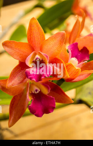 Orchideen, Blumen, Orangen, frisch, hell, schön, Hintergrund. Stockfoto