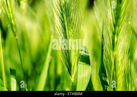 Grünen Rasen hautnah Ansicht Natur Hintergrund Stockfoto