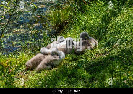 Höckerschwan Cygnets, Cygnus Olor, Gatehouse of Fleet, Dumfries & Galloway, Schottland Stockfoto