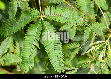 Empfindliche Pflanze Mimosa pudica Stockfoto