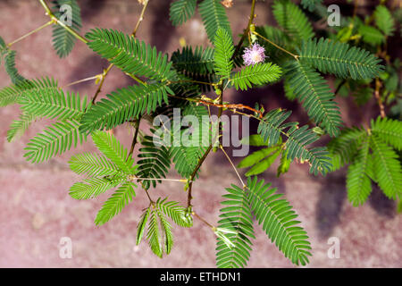 Sinnpflanze (Mimosa Pudica) Stockfoto