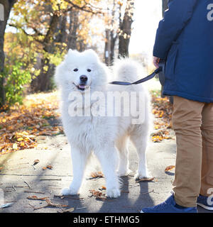 Arktische Spitz Samojeden Hund draußen spazieren gehen Stockfoto