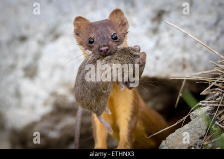 Lange Tailed Wiesel mit Maus Stockfoto