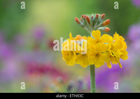 Primula Bulleyana Blumen Stockfoto