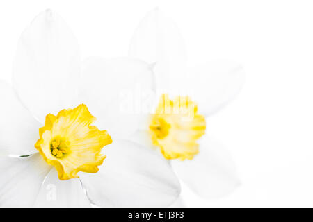 Frühling Blumen Rahmen, schöne frische Narzissen Blumen Stockfoto