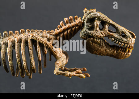 Dinosaurierskelett Tyrannosaurus T Rex Statuette auf schwarzem Hintergrund, t-Rex-Spielzeug Stockfoto