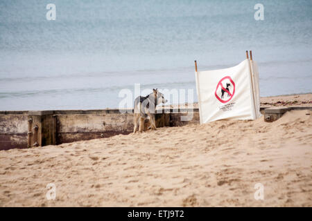 Bournemouth, UK. 14. Juni 2015. Hundeleben am Strand von Bournemouth, Dorset, UK - Hund liest Zeichen, das sagt "keine Hunde am Strand über diesen Punkt hinaus" und blickt sehnsüchtig auf die andere Seite Credit: Carolyn Jenkins/Alamy Live News Stockfoto