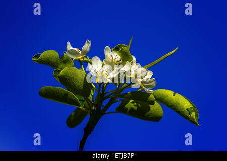 Europäische oder gemeinsame Birne, Pyrus Communis, Blumen von schöner Tag Stockfoto
