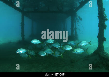 Insel Trevally (Carangoides Orthogrammus) Rotes Meer, Ägypten, Marsa Alam, Abu Dabab Stockfoto