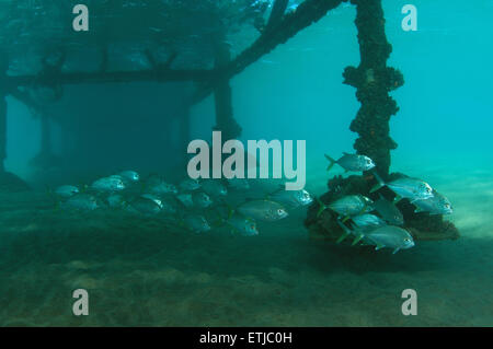 Insel Trevally (Carangoides Orthogrammus) Rotes Meer, Ägypten, Marsa Alam, Abu Dabab Stockfoto