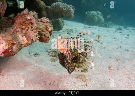 Afrikanische Rotfeuerfische, Deepwater Firefish oder Frillfin Turkeyfish (Pterois Mombasae) Stockfoto