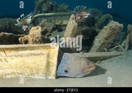 Riesen Muräne (Gymnothorax Javanicus) unter der alten zerstörten hölzernen Fischerboot auf dem sandigen Boden, Rotes Meer, Marsa Alam, Ägypten Stockfoto