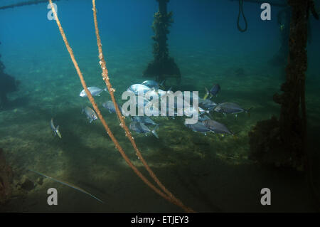 Insel Trevally (Carangoides Orthogrammus) Rotes Meer, Ägypten, Marsa Alam, Abu Dabab Stockfoto