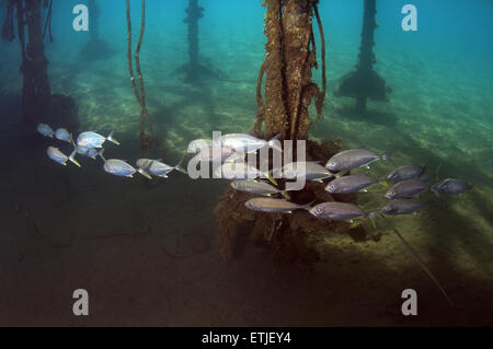 Insel Trevally (Carangoides Orthogrammus) Rotes Meer, Ägypten, Marsa Alam, Abu Dabab Stockfoto