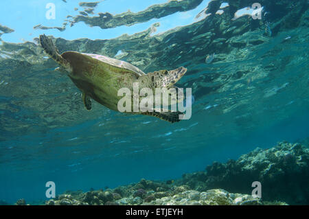 echte Karettschildkröte (Eretmochelys Imbricata) Essen Quallen, Abu Dabab, Marsa Alam, Rotes Meer, Ägypten Stockfoto