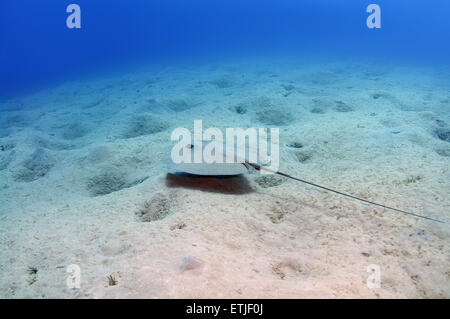 Rosa Whipray (Himantura Fai) schwimmt über sandigem Untergrund, Rotes Meer, Ägypten, Marsa Alam, Abu Dabab Stockfoto