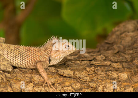 Echse Bartagame (Pogona) aus nächster Nähe Kletterbaum warten auf Ameisen und Insekten vorbei! Stockfoto