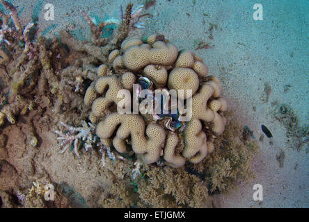 Riesenmuschel (Tridacna Gigas) in der Mitte der Stony Coral, Marsa Alam, Rotes Meer, Ägypten, Abu Dabab Stockfoto