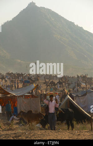 Pushkar Camel Fair und Ratnagiri Hill, Pushkar, Rajasthan, Indien Stockfoto