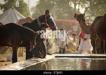 Kamele und Pferde am Wassertrog, Pushkar Camel Fair, Rajasthan, Indien Stockfoto