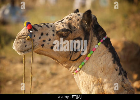 Kamel mit Dekoration, Pushkar Camel fair, Rajasthan, Indien Stockfoto