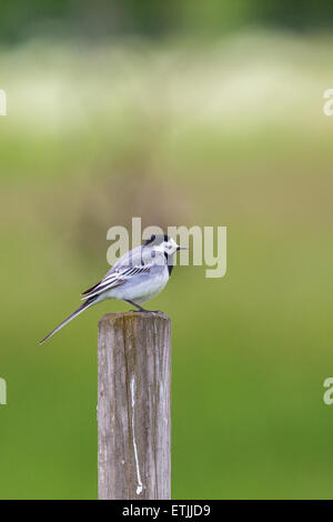 Bachstelze sitzen auf einem Mast Stockfoto