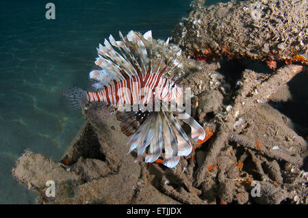 Afrikanische Rotfeuerfische, Deepwater Firefish oder Frillfin Turkeyfish (Pterois Mombasae)