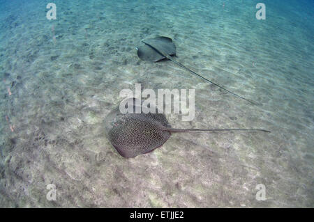 netzförmig Whipray (Himantura Uarnak) schwimmt über sandigem Untergrund, Rotes Meer, Ägypten, Marsa Alam, Abu Dabab Stockfoto