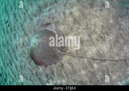 netzförmig Whipray (Himantura Uarnak) schwimmt über sandigem Untergrund, Rotes Meer, Ägypten, Marsa Alam, Abu Dabab Stockfoto