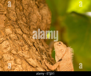 Echse Bartagame (Pogona) aus nächster Nähe Kletterbaum warten auf Ameisen und Insekten vorbei! Stockfoto