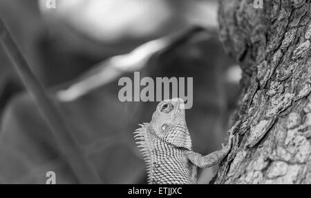 Echse Bartagame (Pogona) Großaufnahme Monochrom Stockfoto