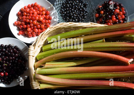 Ein Korb mit Rhabarber, umgeben von Schüsseln mit Kirschen und Beeren Stockfoto