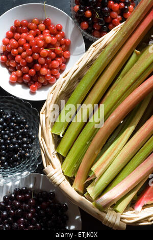 Ein Korb mit Rhabarber, umgeben von Schüsseln mit Kirschen und Beeren Stockfoto