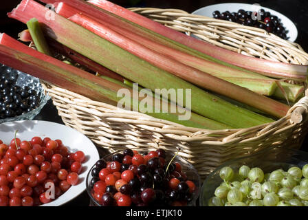 Ein Korb mit Rhabarber, umgeben von Schüsseln mit Kirschen und Beeren Stockfoto