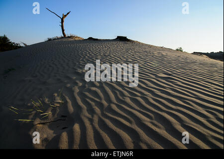 Wind und niedrigen Abendlicht erstellen schöne Formen in den treibenden Sanddünen auf das Naturschutzgebiet Veluwe in den Niederlanden Stockfoto