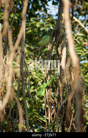 Papageien im Garten des Connaught Hotel, Mount Abu, Rajasthan, Indien Stockfoto