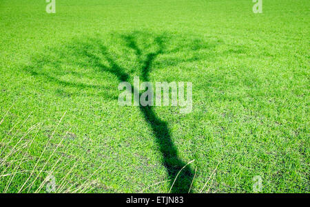 Schatten des einzigen Baumes gegen grüne Wiese Stockfoto