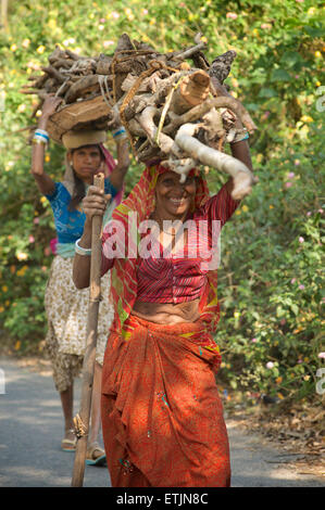 Rajasthani Frauen in besonderen Kleid mit Brennholz. MOunt Abu, Rajasthan, Indien Stockfoto