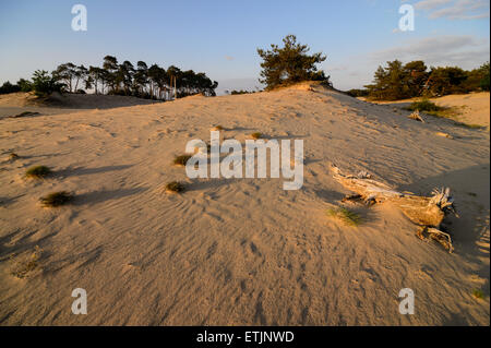 Wind und niedrigen Abendlicht erstellen schöne Formen in den treibenden Sanddünen auf das Naturschutzgebiet Veluwe in den Niederlanden Stockfoto