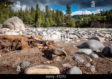 Die Überreste von einem Bison verfallenden neben dem Yellowstone River in Montana. Stockfoto