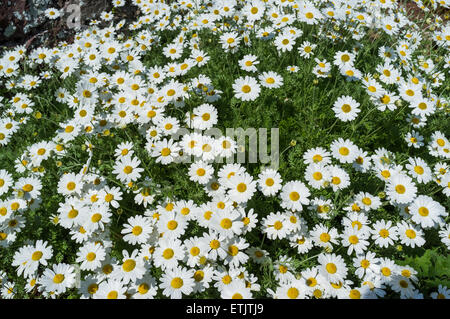 Gänseblümchen in einem Cluster auf einer Wiese im Frühjahr. Anthemis Trommler. Stockfoto