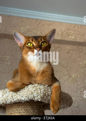Abessinier Katze liegend am Baum Katzenmöbel Stockfoto