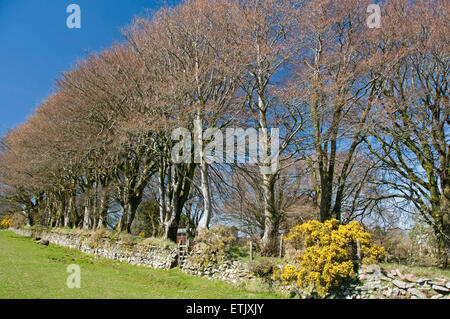 Buche Bäume kommen nur in Blatt entlang der Linie einer alten Trockenstein Mauer am nördlichen Rand von Dartmoor in der Nähe von Belstone Stockfoto