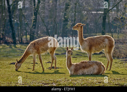 Drei Lamas auf der Weide Stockfoto