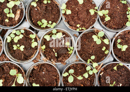 Rosenkohl Sämlinge in kleinen Töpfen. Stockfoto