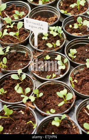 Rosenkohl Sämlinge in kleinen Töpfen. Stockfoto