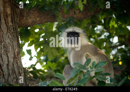 Hanuman aka grau Plains Languren Affen in der Monsun-Palast, Udaipur, Rajasthan, Indien Stockfoto