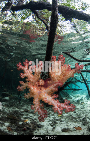 Eine bunte weichen korallene Kolonie wächst auf einer Mangrove Prop Wurzel in Raja Ampat, Indonesien. Stockfoto
