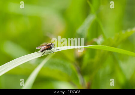 Eine Makroaufnahme einer Tachinid Fliege, denke ich, ruht auf einem Blatt mit einem weichem diffusem Hintergrund Stockfoto